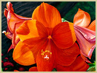 orchid explosion illustration