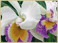 orchid illustration cropped